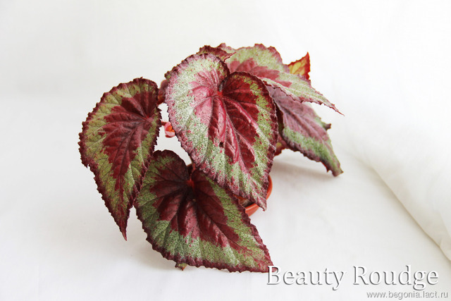 B. ‘Beauty Rouge’